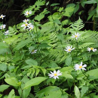 おはようございます。随神門をくぐるとすぐにミヤマヨメナがお出迎え。