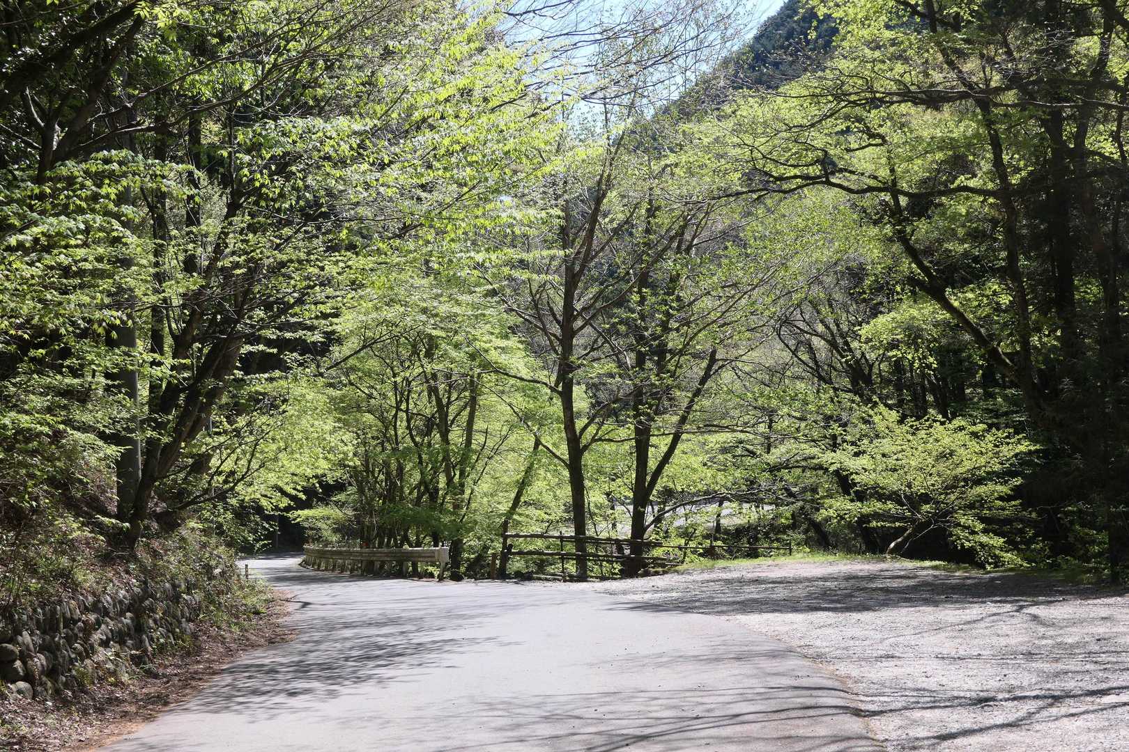 新緑の舗装路を緩やかに下ります。