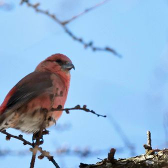 一瞬、なんだ？この赤い鳥は？
次の瞬間、イスカだーーー❗️❗️❗️
この交差するクチバシが良いね👍