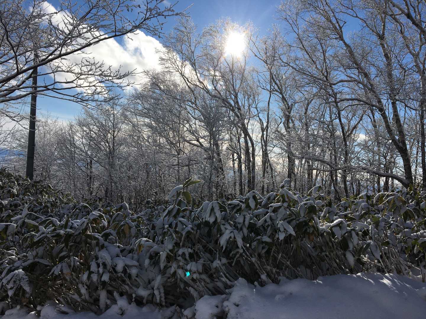 仁頃山 往復コースの写真