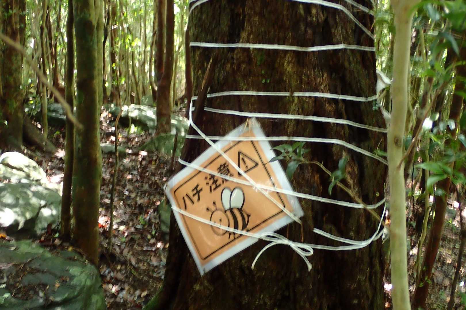 ハチ注意⚠️