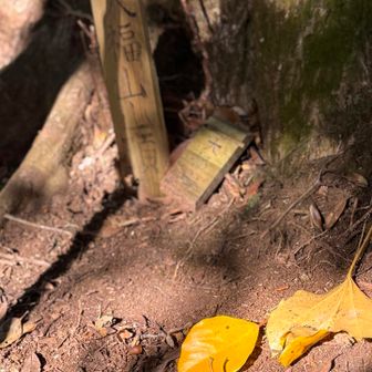 山頂標
大木の下に置いてあります
