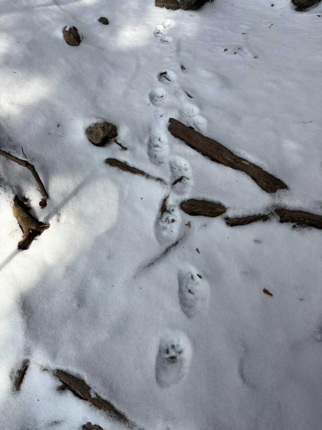 獣の足跡