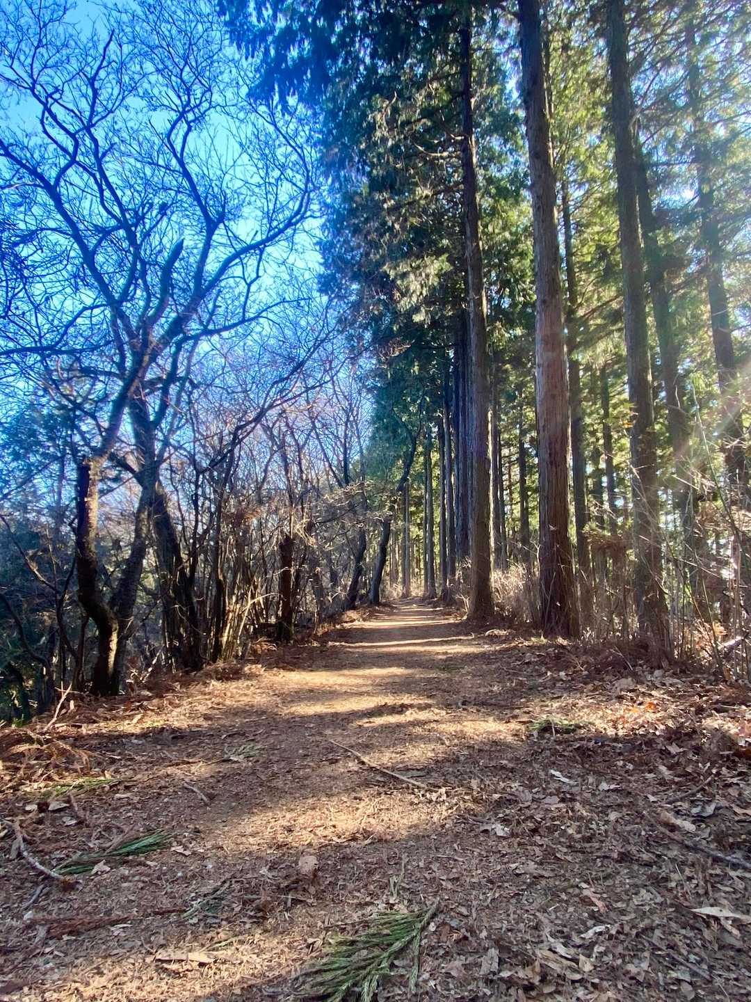 お腹も空いてきてるので、下山開始⤵️
ここ最近、寒い山が続いていたから太陽の温もり感じる登山が心地よかった😂