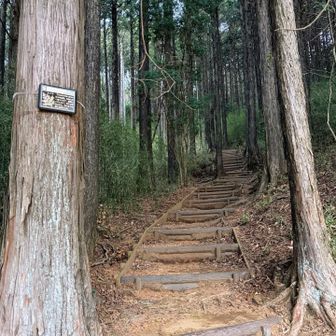 森林公園の整備された階段を上がっていきます