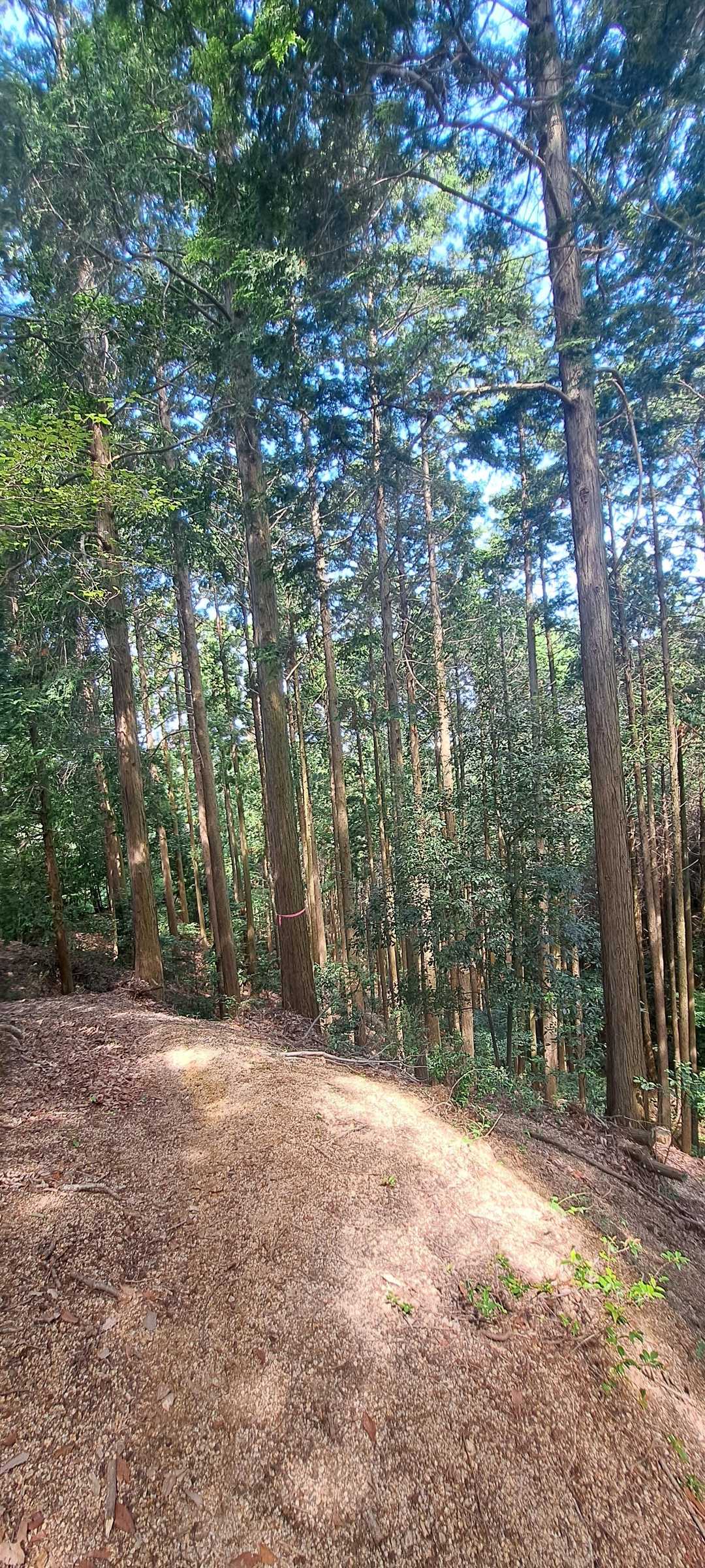 歩きやすい道