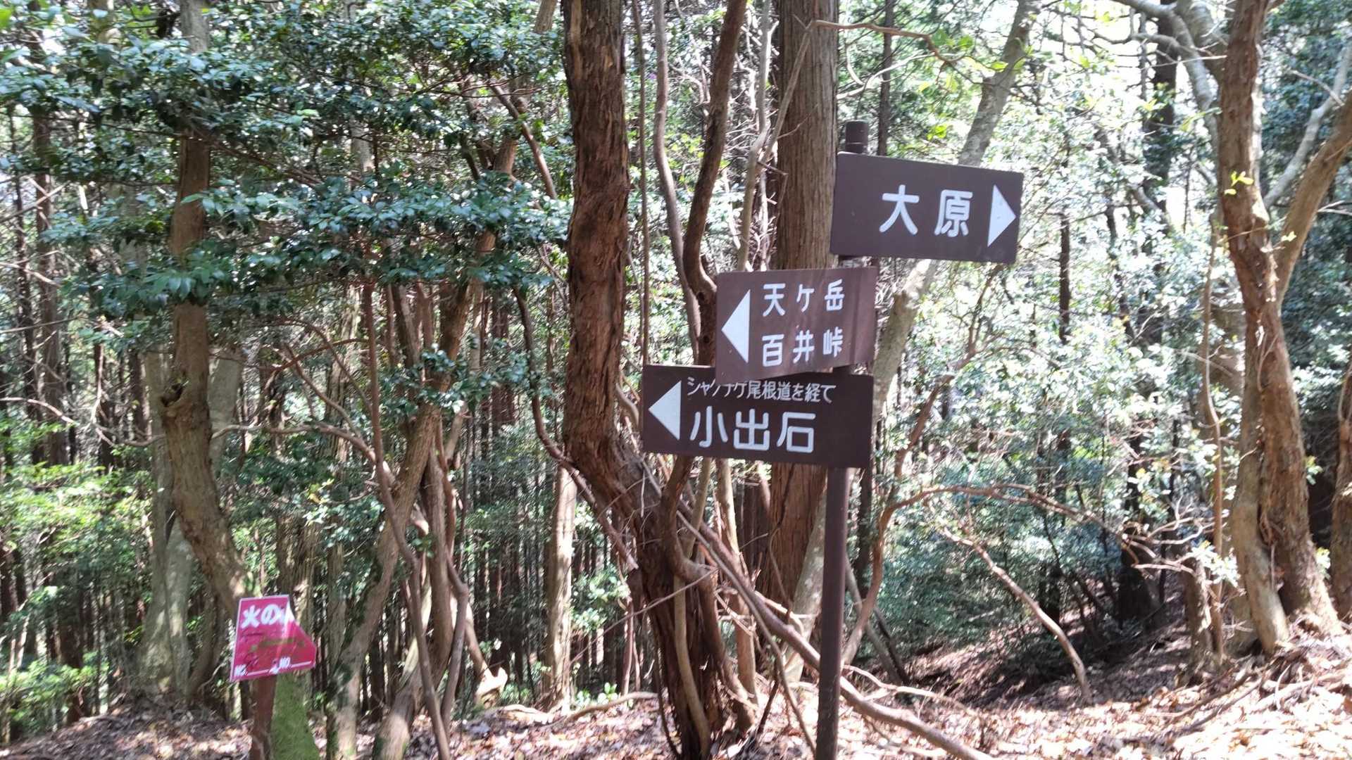 ツツジ尾根、終わりました
大原からのメイン道と合流
