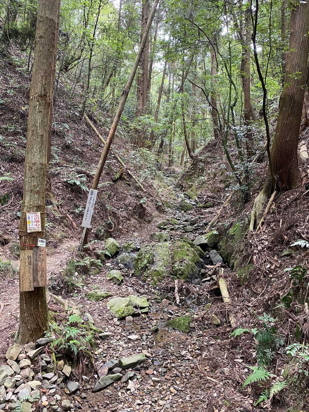 2/3は多少勾配がキツイ所もあるが、通常登山