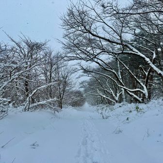 並木道を歩いて行きます❄️