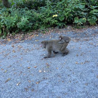猿の群れに遭遇