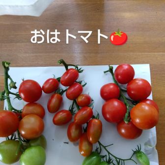 toshi358