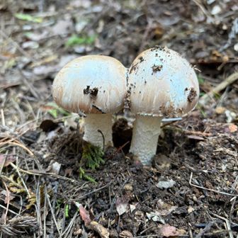 仲良しキノコ🍄‍🟫
松茸！では無かった😔
