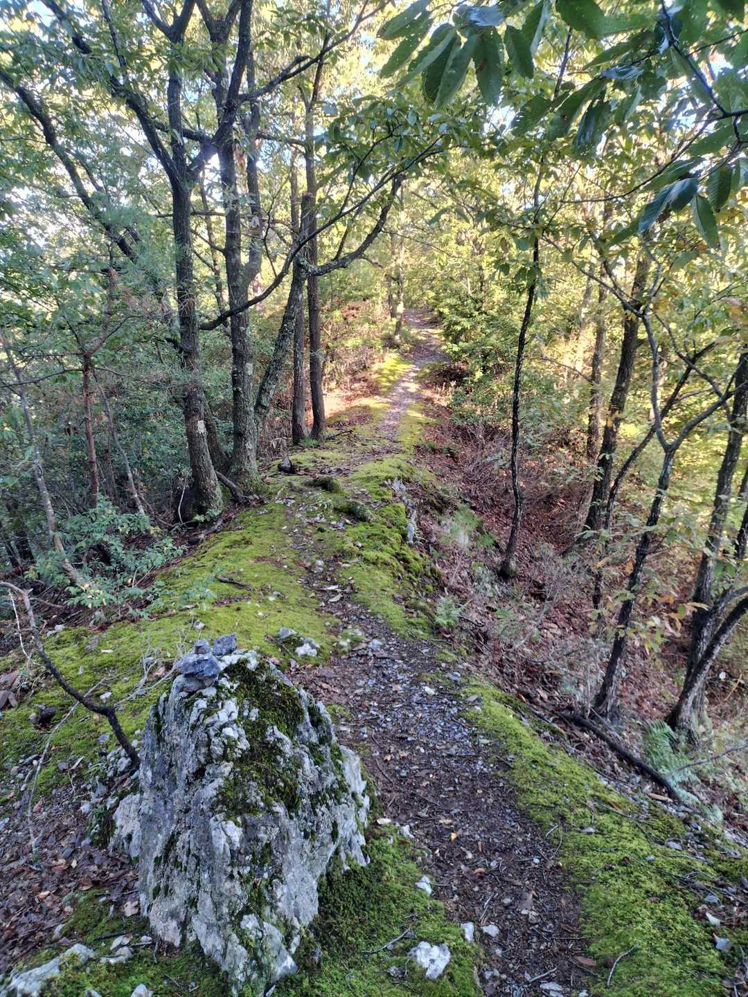 下山に使ったこの西御殿コースは一部だけこういう少し雰囲気いい道あるものの、ほぼひたすら樹林帯&階段で正直あんまり面白くない…😅やっぱ東御殿コースの方が好き。