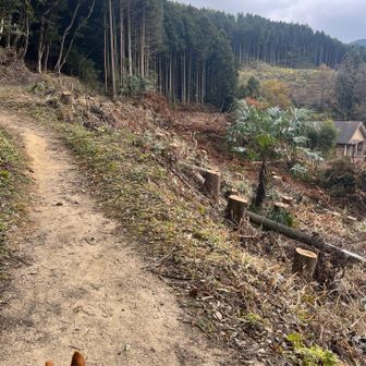 木が伐採されてて、入り口付近の様子が変わってます