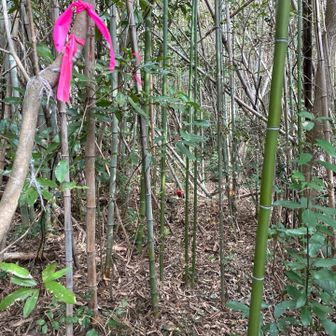 新しい竹が行手を阻む