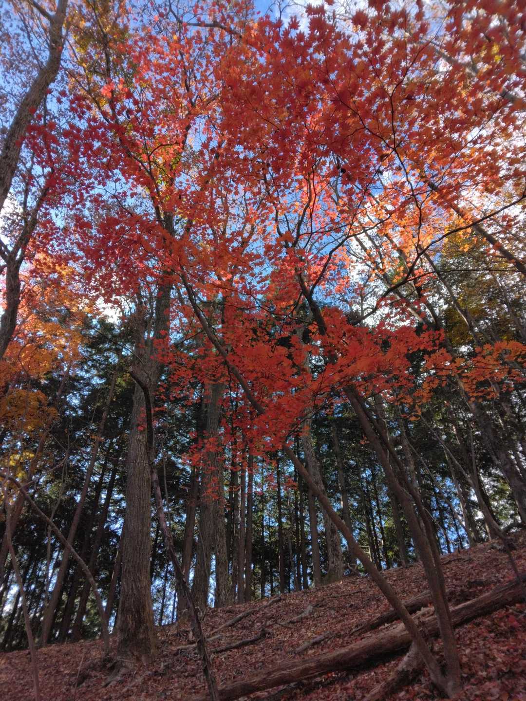 三頭山（鶴峠バス停）の写真