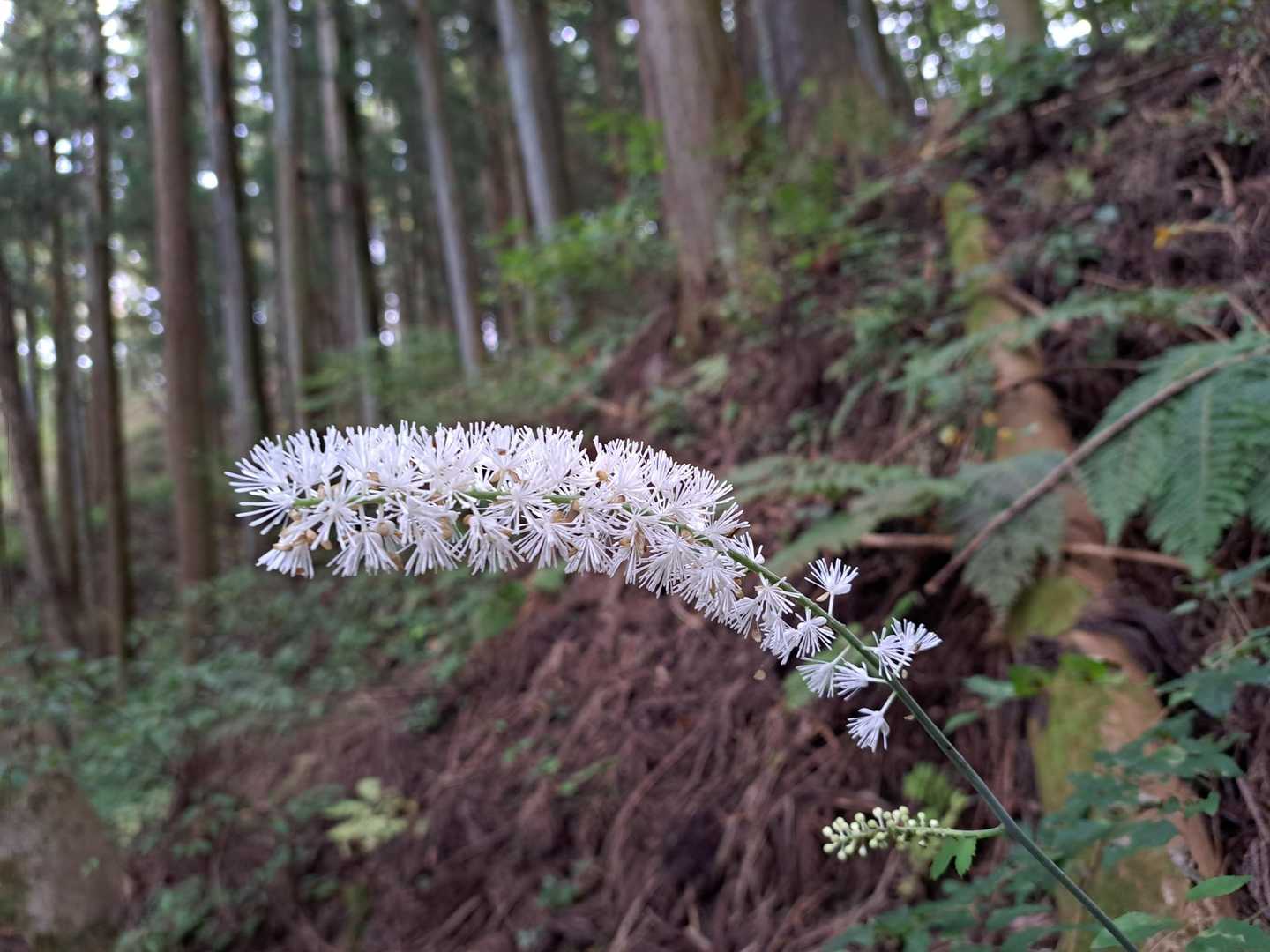 サラシナショウマには、食いつく😊
