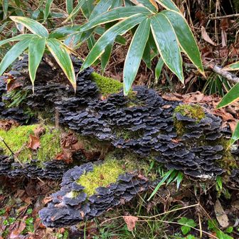 このキノコ、裏は…