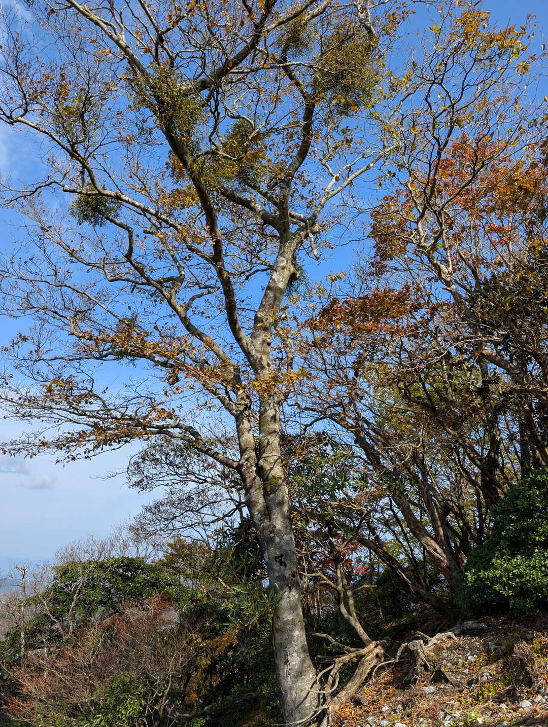🌳ブナの木にヤドリギがいくつかひっついています。