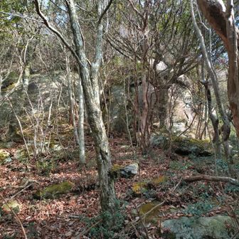 巨岩が目の前に現れる。岩の右を巻いて上がる。