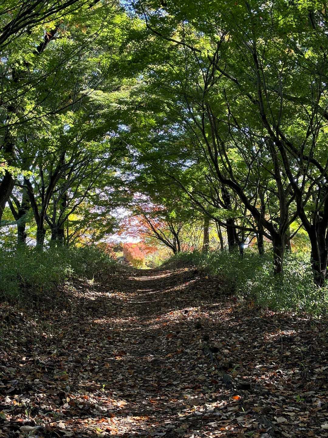 展望台を経ての振り返り😄もみじトンネル🍁