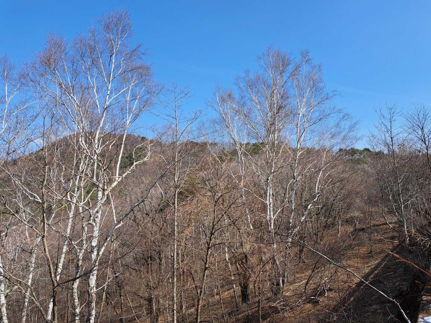 白樺が甲府市内にあるなんて！
意外でした😄