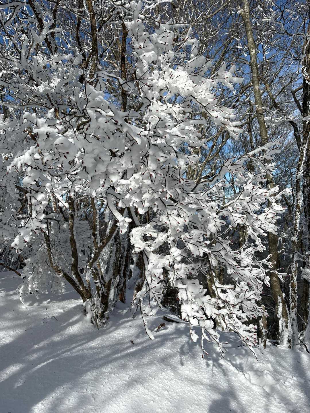 高見峠-高見山 周回コースの写真