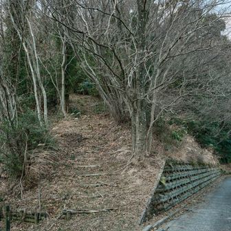 駐車場🅿️を挟んだ向かいにある登山口を登ってみます