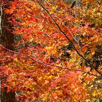 紅葉🍁