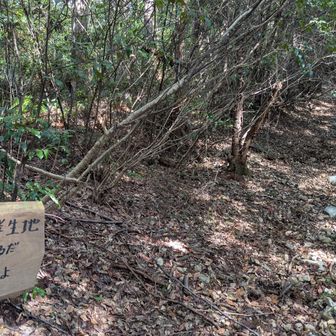 ツクバネ群生地
ここから沢山あるだ