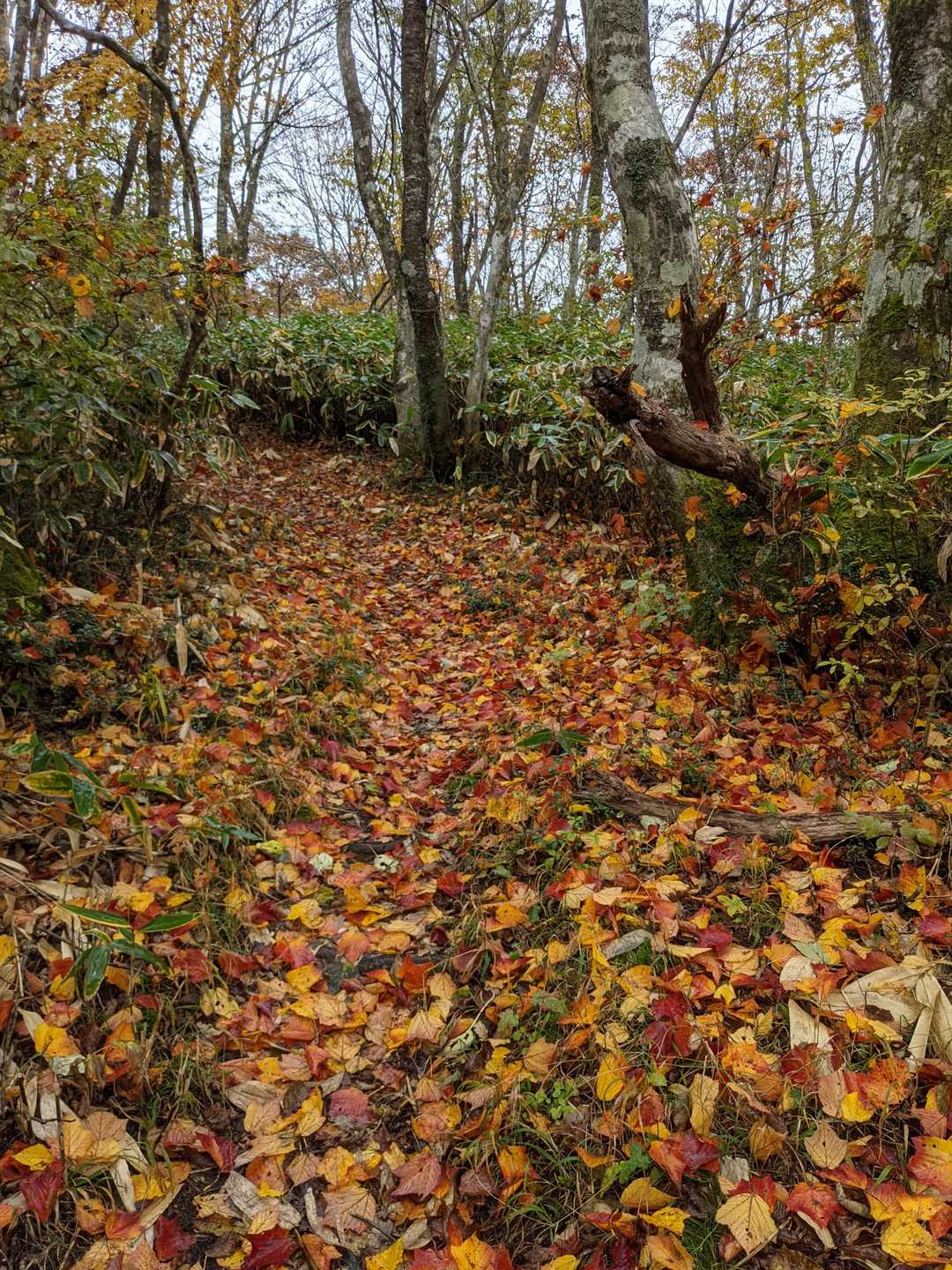 🍂