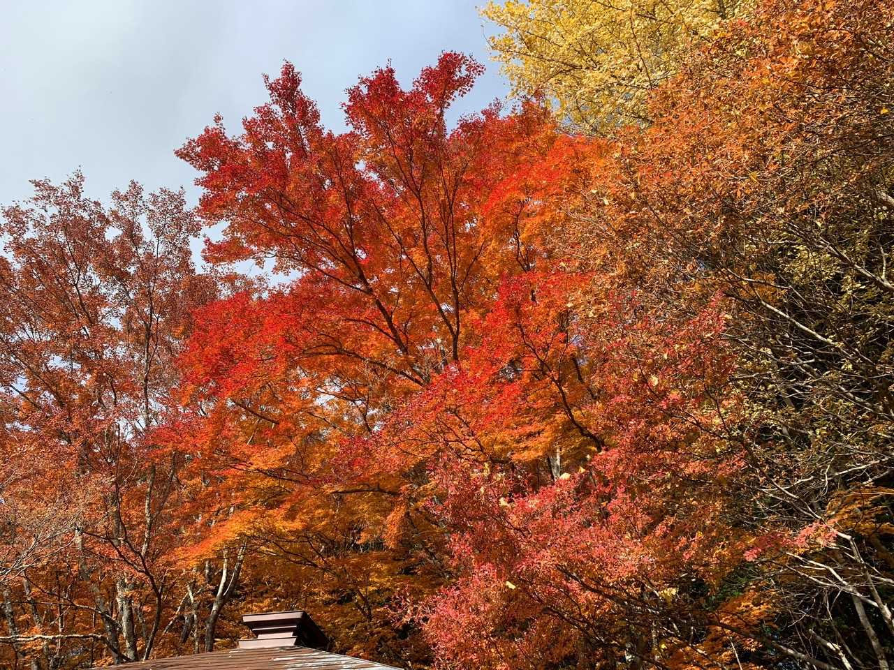 グラデーションが綺麗🍁