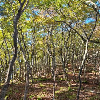 弁天の森、綺麗です。