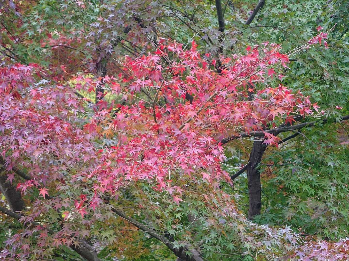 少し見飽きた紅葉🍁