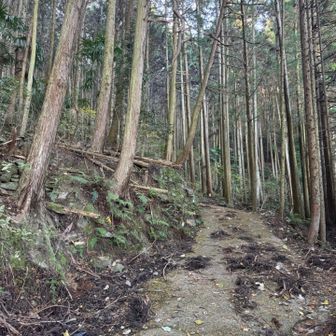 だんだんクルマが立ち入らなくなってきた形跡が