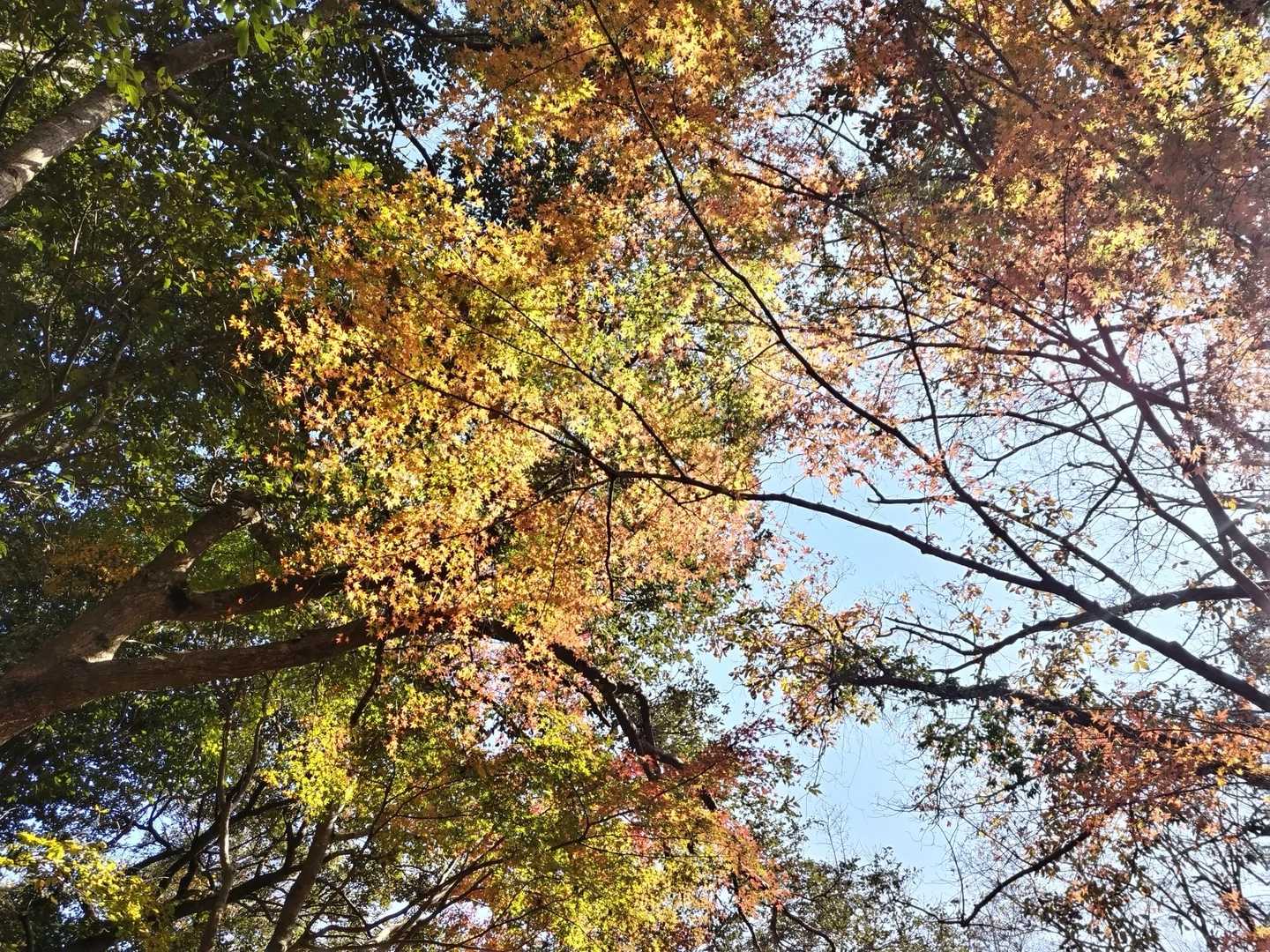 下りルートは舗装路で
ところどころ紅葉してたり