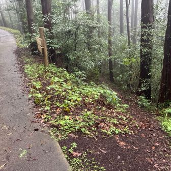 分岐ありますが、舗装路を引き続き歩きます。