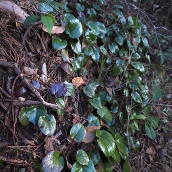 行きの写真４３のチャート岩の脇にイワカガミが生えています。