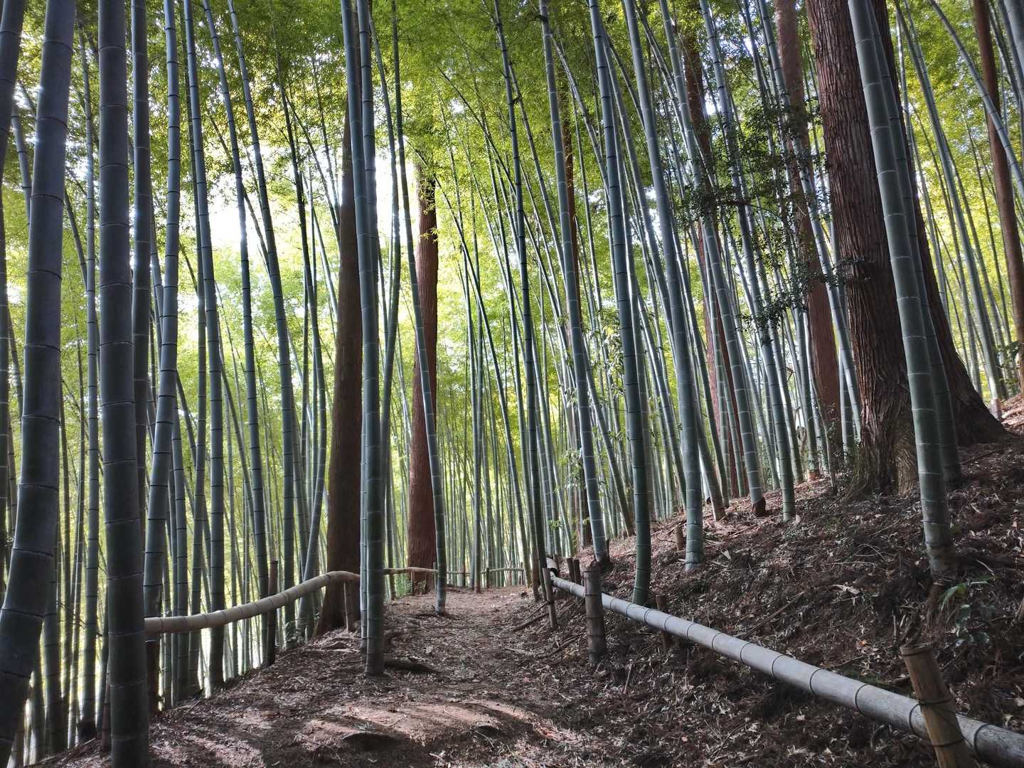 西吾野駅-子ノ山-豆口峠-竹寺 縦走コースの写真