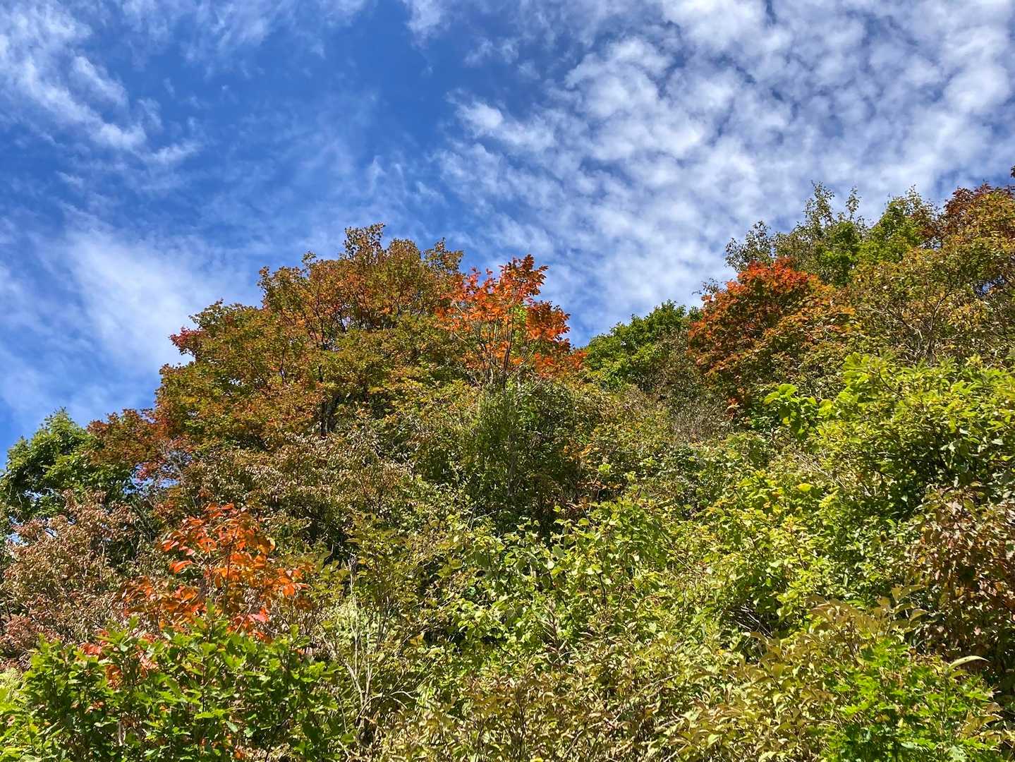 こちらの斜面は少し色付き始めていますね🍁