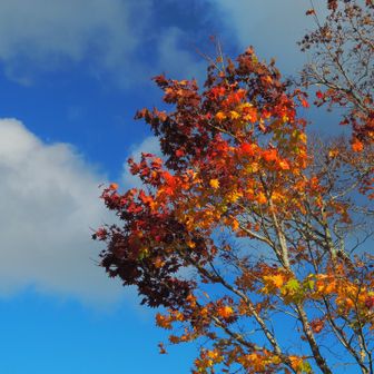 ああ疲れた
青空と紅葉の合わせ技で癒されてみっか