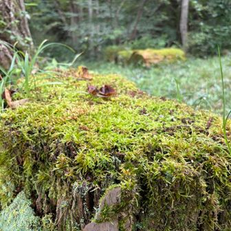 下山途中でみつけた苔。雰囲気あってイイ