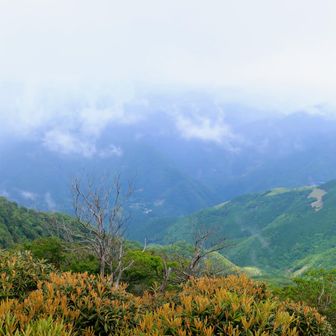 景色自慢の⁉️前福根山ですが…❗梅雨時期しか無いですね～😅
烏帽子岳❓があっと言う間にガスに巻かれた🌀