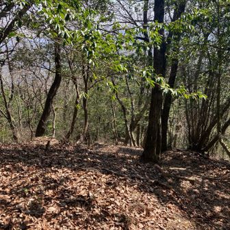では、下山開始。👉
ホントは滝谷山や雁又山へ向かうか悩みましたが、1人きりなので、すぐ下ります。