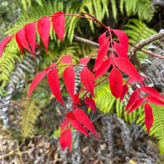 ハゼノキ（櫨の木）