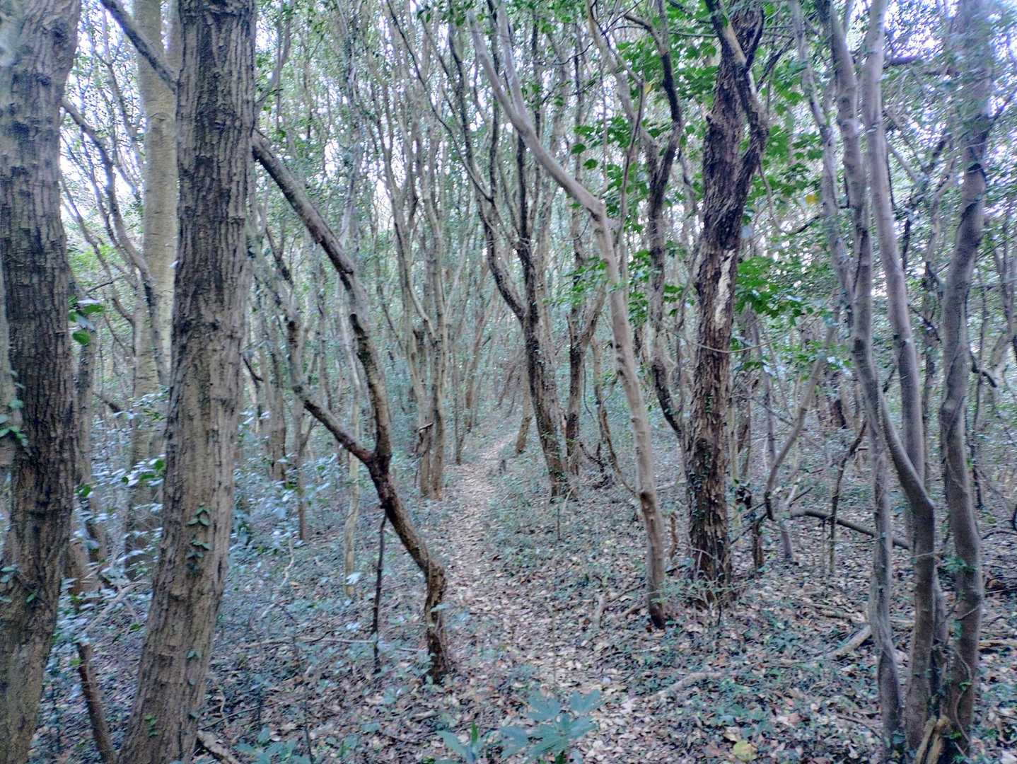 こげな道を