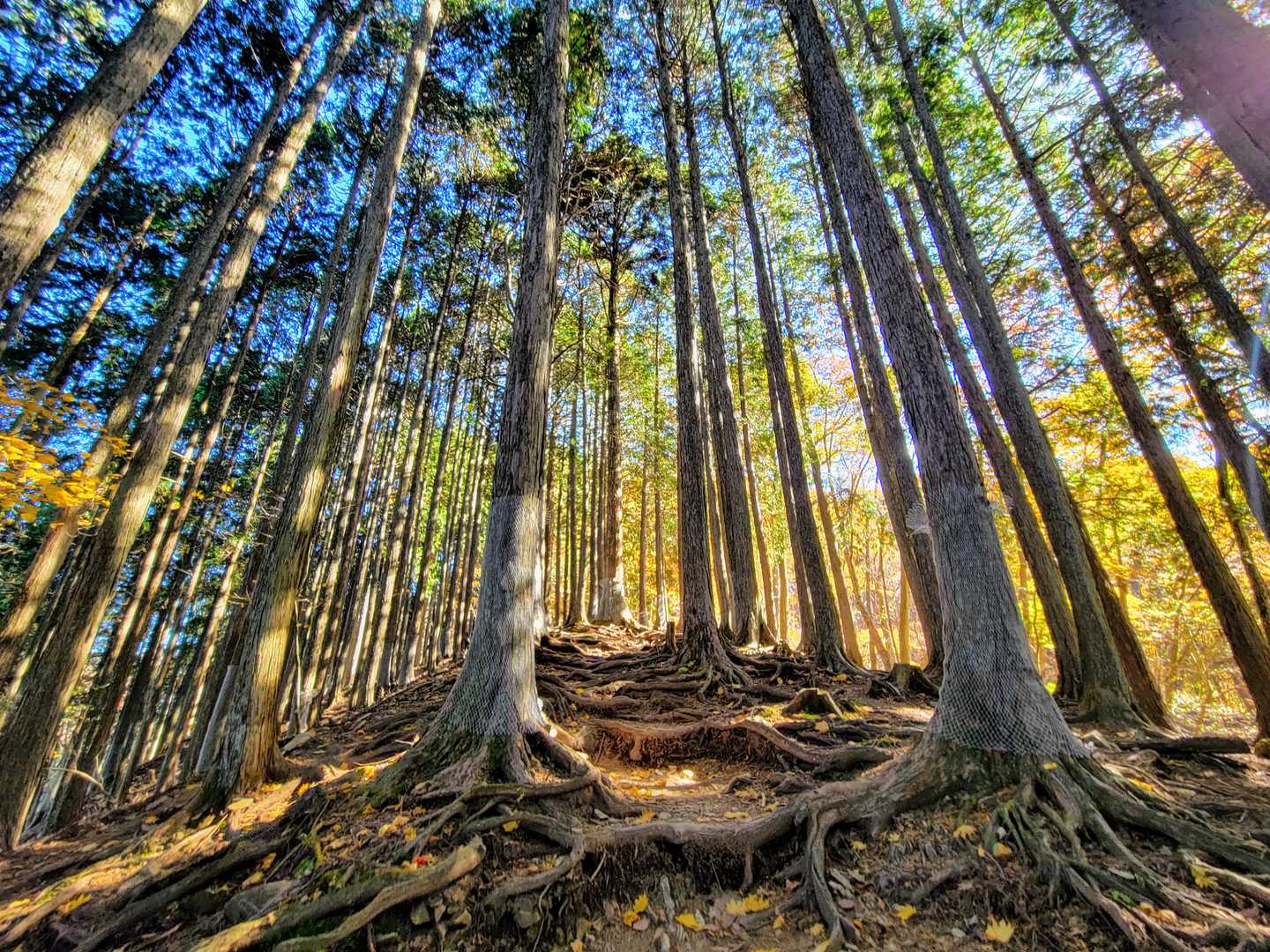 鴨沢バス停-小袖登山口-七ツ石山-ヨモギノ頭-小雲取山-雲 縦走コースの写真