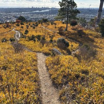 竜山山頂
笹の黄葉