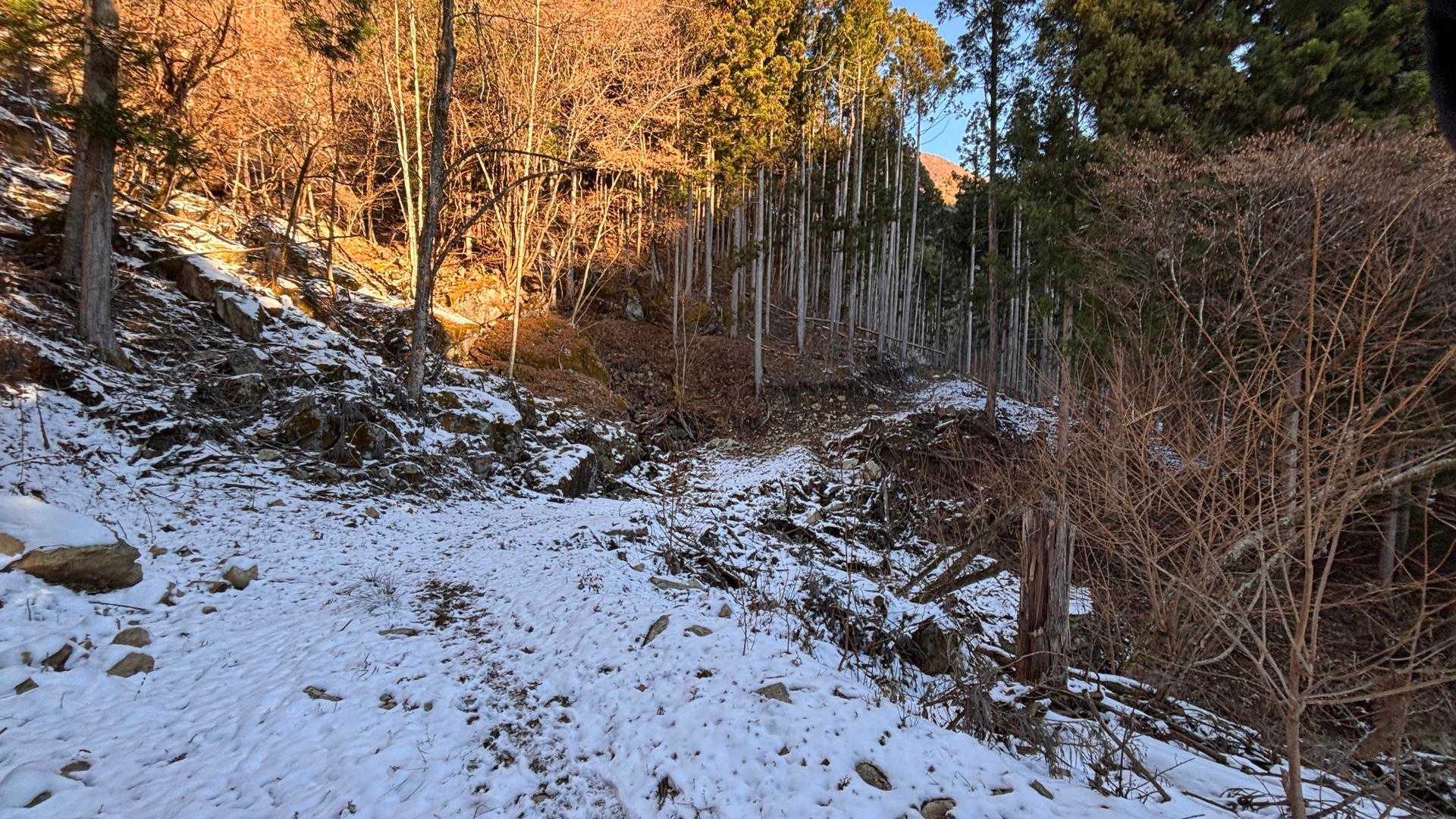 この辺は登山道と伐採の林道が混在🤔