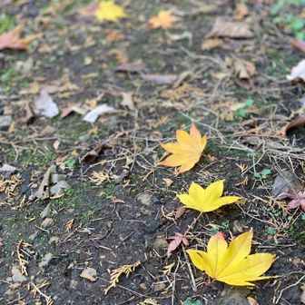 【最後に】

佐野のアウトレットのブラックフライデーで靴買って、それで歩いても良かったかな、、

という、ちょっとした知恵が付きました。


実はこの日、うっかり現金¥1,000しかお財布に入ってなかったの💸
帰りに温泉にも寄らずでした😅ヤダもー



帰宅して家の鍵を開けようと思ったら

なんかヘンだぞ、、

え！？(꒪⌓꒪ )

あ！！(；ﾟ∀ﾟ)

家の鍵を閉め忘れて出掛けていました🔑😱

もうさー、ホント、こういうとこだよ！！！


最後までお付き合いいただき
誠に有難うございました💖